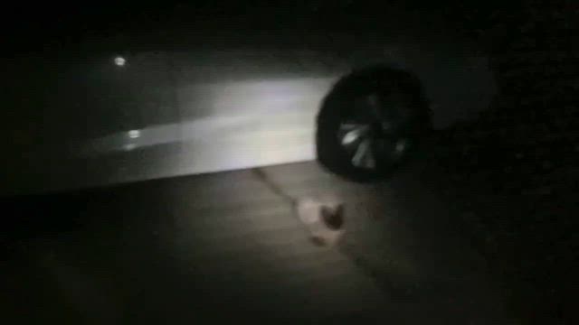 譲渡会前日の続きの続き・・・の記事動画
