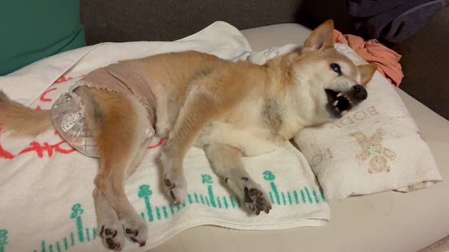 シニア犬の体調　老犬・認知症だからと思いこまないでねの記事動画