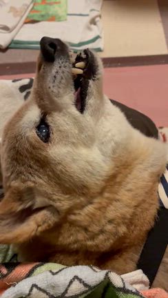 シニア犬の体調　老犬・認知症だからと思いこまないでねの記事動画