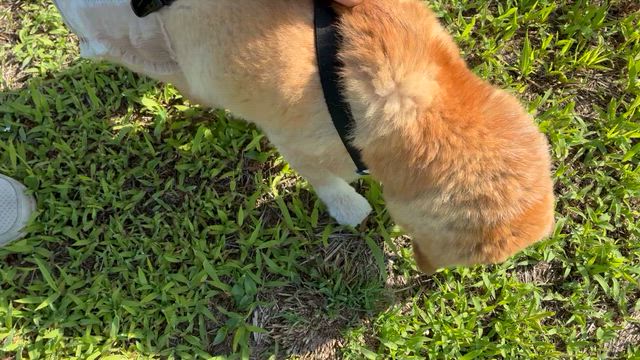 頑張ってる姿見てやって♡の記事動画