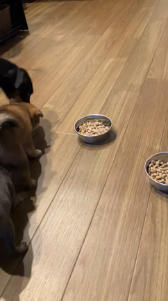 ミニピンのももちゃんの子犬さんの離乳食。みんなで食べると美味しいよ。の記事動画