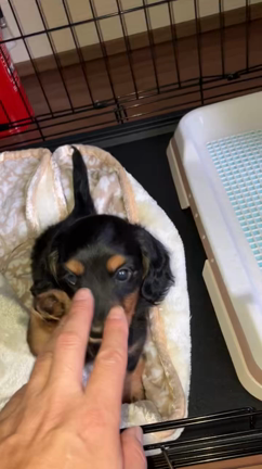 ちっちゃくてかわいい。ダックスちゃん❤️体重1150gの記事動画