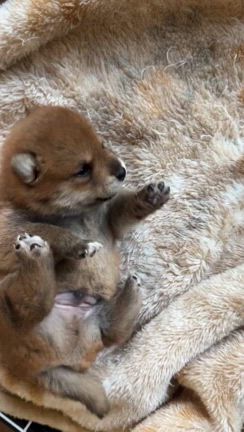 すずちゃんの赤ちゃん大きくなってますよ。の記事動画