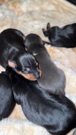 ミニピンのももちゃんの子犬さん、元気に育ってますよ。飼い主様募集中の記事動画