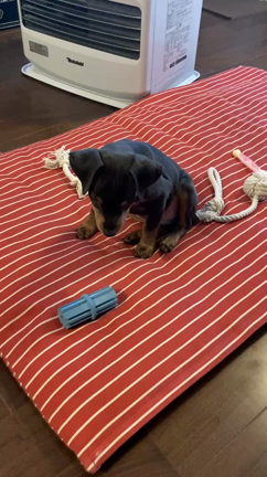 いい飼い主様に出会えたブルータンの子犬さん。ほんと感謝です。の記事動画