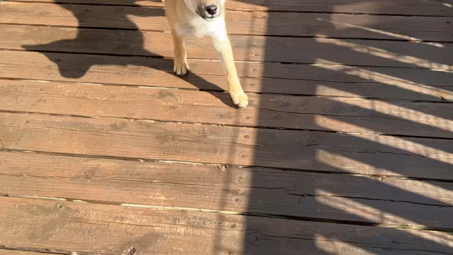 11月1日。ワンワンワンで犬の日だそうですよ。の記事動画
