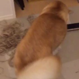 柴犬ココン、穴を掘るの画像