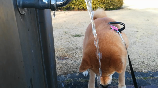 [柴犬]ちび子　エアー水飲みの記事動画
