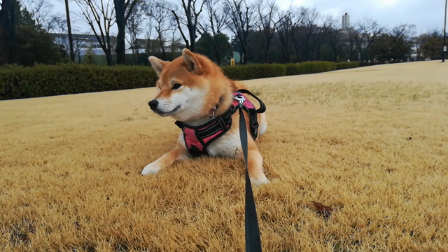 [柴犬]ちび子　散歩の記事動画