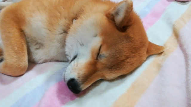 [柴犬]ちび子　散歩の記事動画