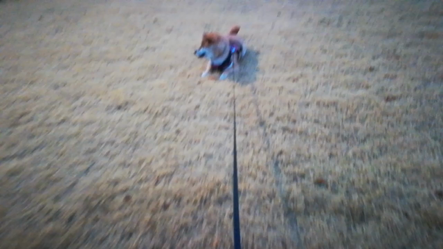 [柴犬]ちび子　散歩の記事動画