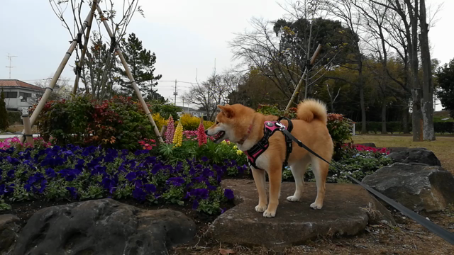 [柴犬]ちび子　散歩の記事動画