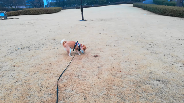 [柴犬]ちび子　散歩の記事動画