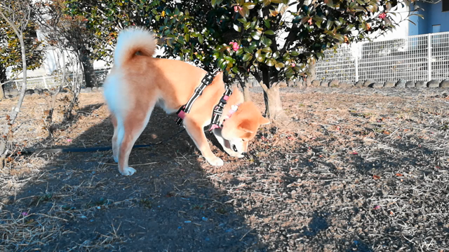 [柴犬]ちび子　散歩の記事動画