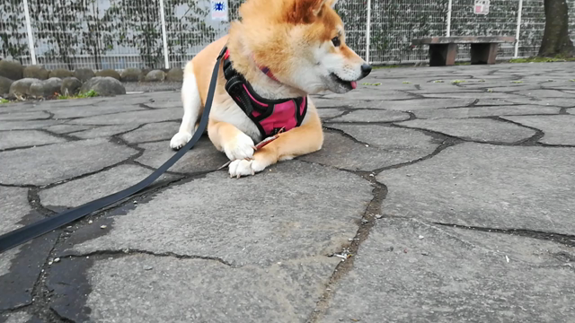[柴犬]ちび子　散歩の記事動画