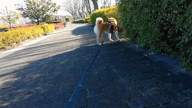 [柴犬]ちび子　散歩の記事動画