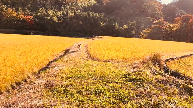 紅葉ロード行ってきた～の記事動画