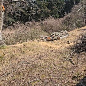 右岸の桜の伐採しました。の画像