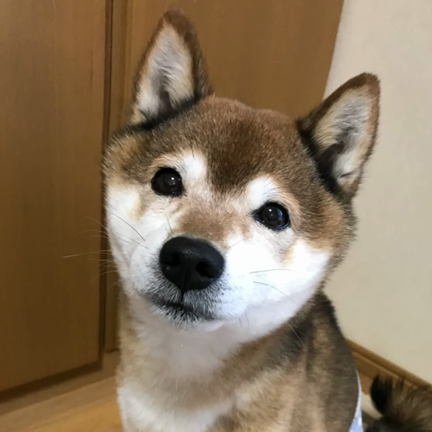 衣替えはつづくの記事動画