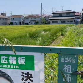 今日の麦畑の画像