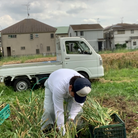 にんにく収穫しましたの画像