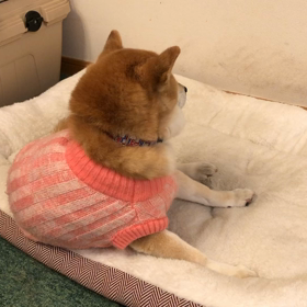 くるりんぱ桃ちゃん動画の画像