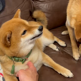 枇杷ちゃんパンチの画像