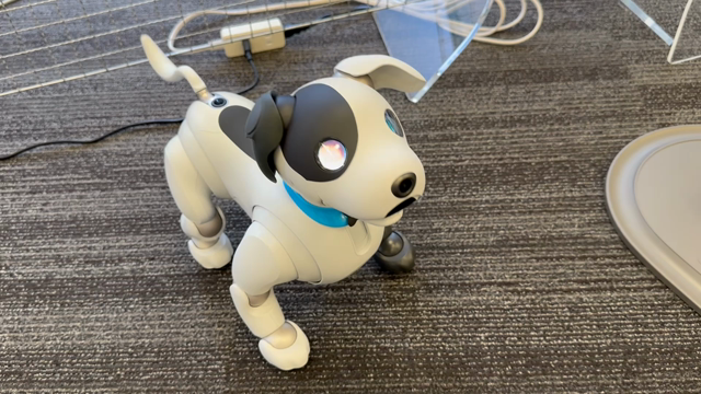 動物型ロボットに癒されるの記事動画