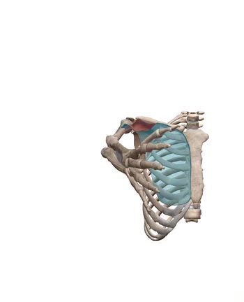 【胸トレ】『胸の内側に筋肉が付かない人』の解決法。の記事動画