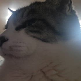 ゴロゴロの画像