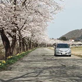 胎内川の千本桜の画像