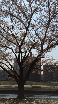 最後の桜の記事動画