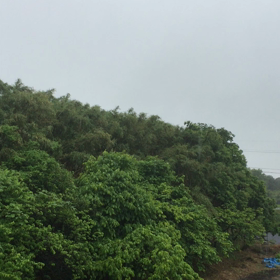 雨音の画像
