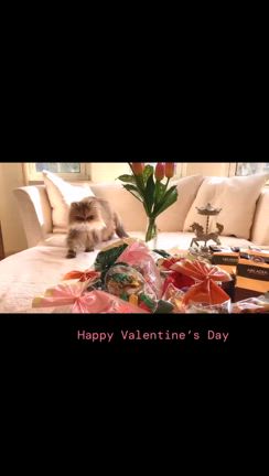 Happy Valentine's Day！チョコレートをプレゼント！の記事動画