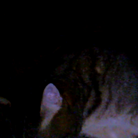 叱られての画像