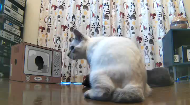 AI搭載！最先端ペットカメラ＆アプリ「ペットみるん」の記事動画