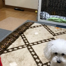 あくびとボール遊びの画像