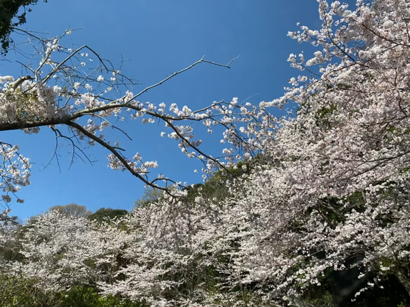 「桜のトンネル」と孫たちは言う！の記事動画
