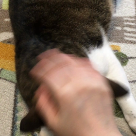 高速なでなでと、高速ゴシゴシ。激しいけど、彼は好きなようだ。の画像
