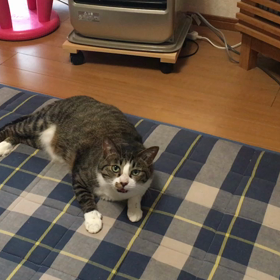 寝ているキャワワを撮ろうとしたら、やっぱり撃沈の画像