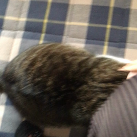 ぐいぐい〜からのにゃ〜ん！の画像