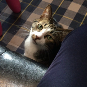 猫なだけに猫なで声？の画像