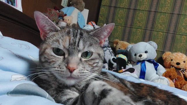花と竜　１８０の記事動画