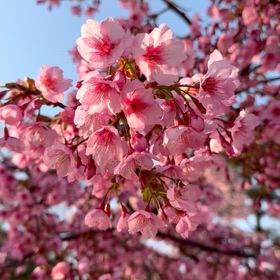 寒緋桜の画像