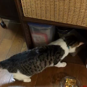 残念(＞人＜;)の画像