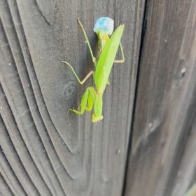 カマキリの産卵の画像