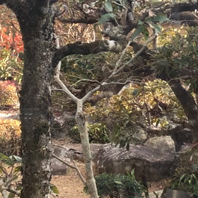 今日やって来た小鳥　続き２の画像