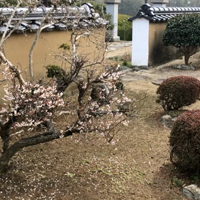 雪ですの画像