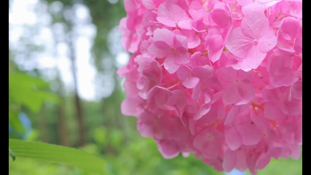 【YouTubeでみちのくあじさい園】の記事動画