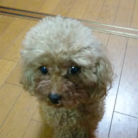 居候くん、8日目の画像